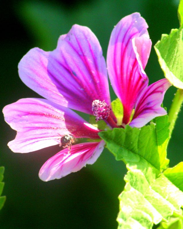Buzzing away