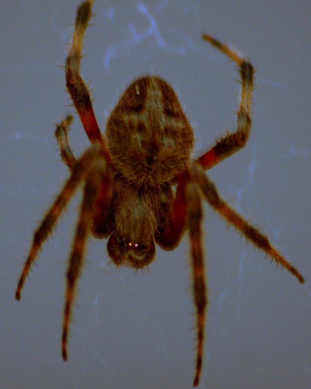 Spooky Spider