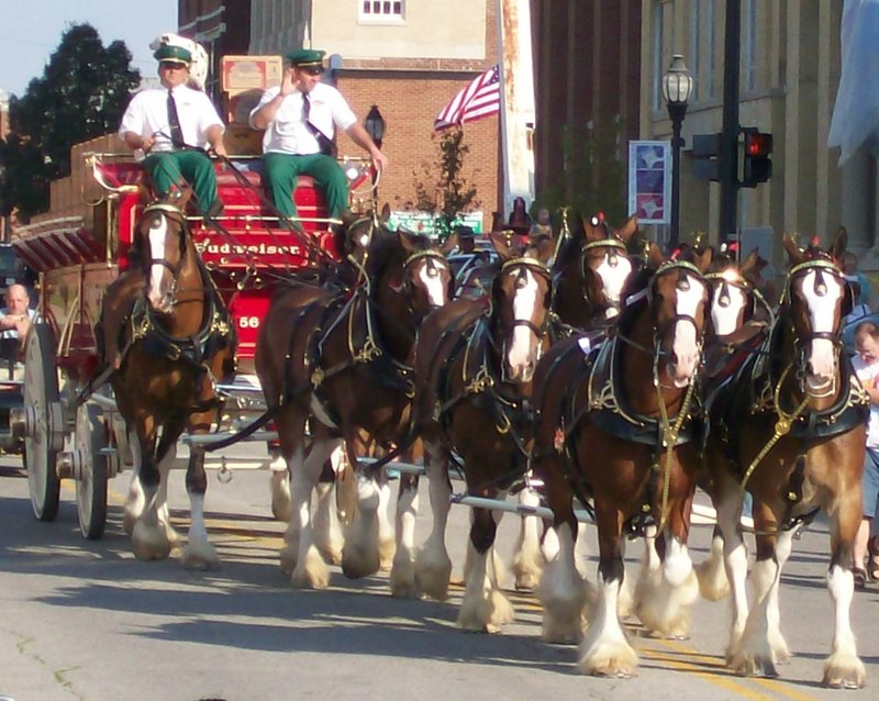 Clydesdale Team