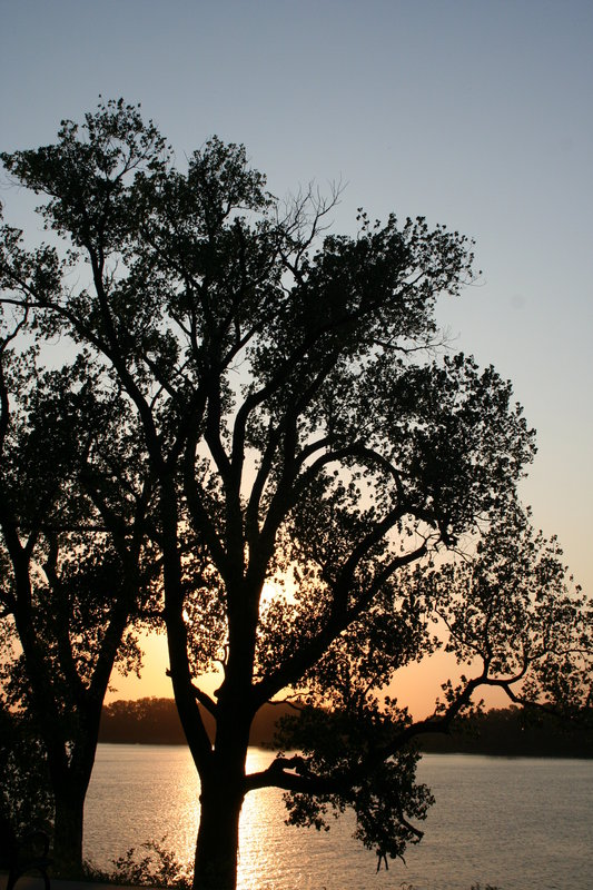 Glowing Tree