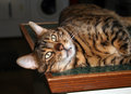 Sheba