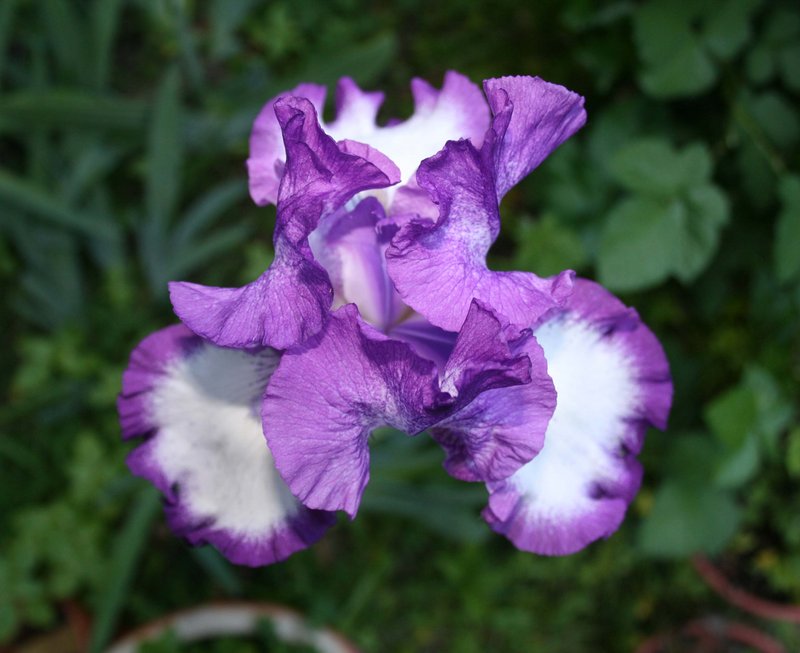 Iris