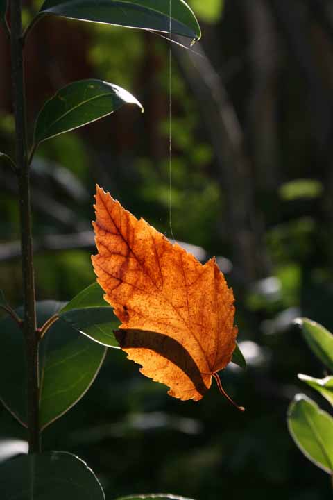 Hanging Leaf