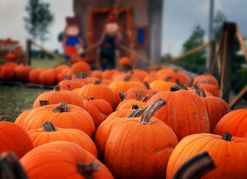 pumpkin patch.jpg