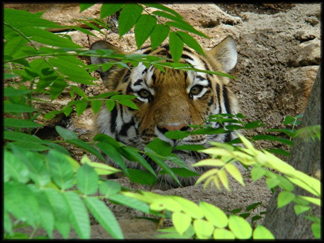 Tiger5.jpg