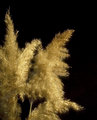 Fuzzy Grass
