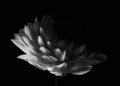 B&W Flower