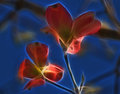 Apple Blossom