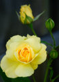 Day 30 - From Bud to Bloom