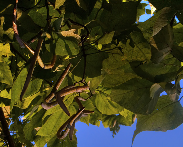 Witches Fingers