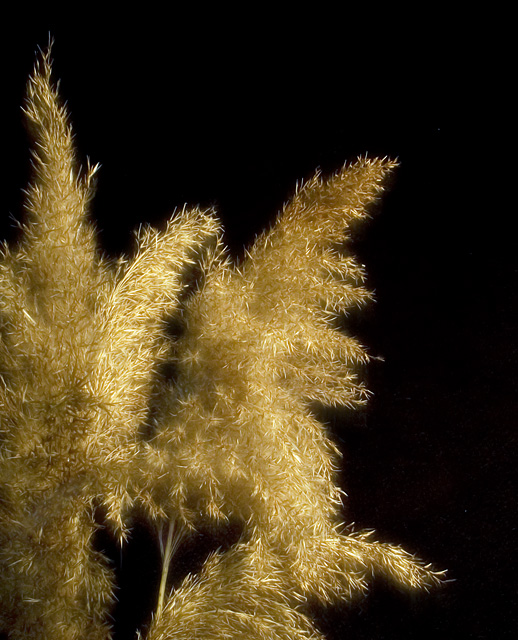 Fuzzy Grass