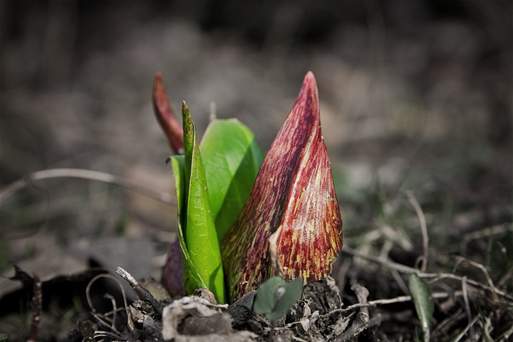 Day 4 - Sprouting