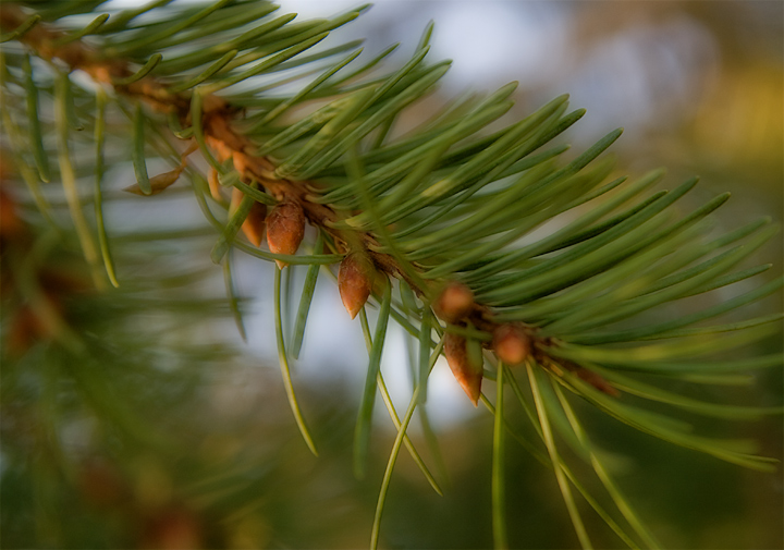 Day 9 - Baby Pine Cones