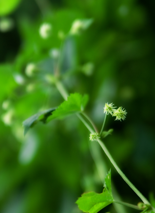 Day 8 - Hops