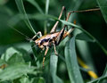 Watching-the-Cricket