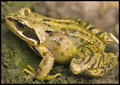 Frog.jpg