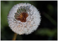 Dandelion.jpg