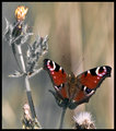 Flutterby.jpg