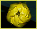 Yellow.jpg