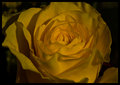 rose.jpg