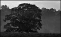 Just-a-tree.jpg
