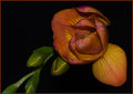 Freesia.jpg