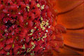 gerbera.jpg