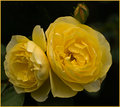roses.jpg