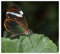 Glasswing.jpg