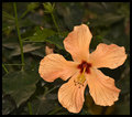 Hibiscus.jpg