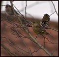 Greenfinch.jpg