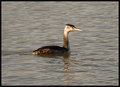 Great-Crested-Grebe.jpg