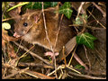 Bank-Vole.jpg