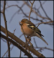 Chaffinch.jpg