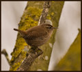 Jenny-Wren.jpg