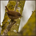 Wren.jpg