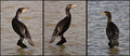 Cormorant-Tryptic.jpg