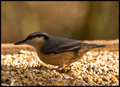 Nuthatch-3.jpg