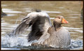 Messing-about-in-the-water.jpg