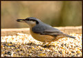 Nuthatch.jpg