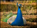 Proud-as-a-Peacock!.jpg