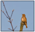 Song-Thrush.jpg