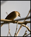 nightingale---i-think!.jpg