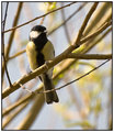 Great-tit.jpg