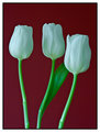 White-tulips.jpg