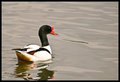 Male-Shellduck-ii.jpg