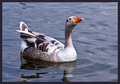 Hybrid-Goose.jpg