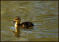 Duckling.jpg