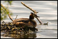 Nesting-Grebe.jpg