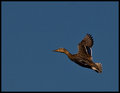 Up-Up-and-Away!.jpg